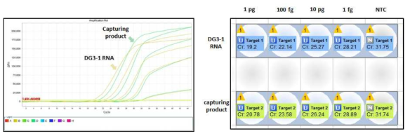 qRT-PCR을 이용한 RNA spike-in testII