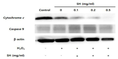 세리신 펩타이드의 시토크롬 c 기전을 통한 세포사멸 억제 검증