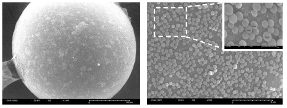 PS-COOH-OSN 스마트 스캐폴드의 전체 형태(좌), 표면 SEM 이미지(우)