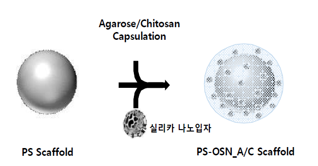 PS_A/C-OSN 스마트 스캐폴드 제작 모식도