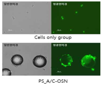 PS-OSN_A/C 스마트스캐폴드의세포부착능평가