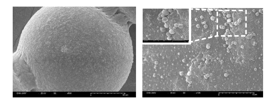 PS-COOH-OSN_Ser + X-L3 스캐폴드의전체형태(좌), 표면(우)SEM 이미지