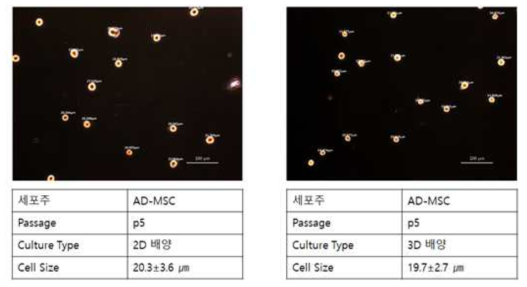 2D와 3D 배양 줄기세포의 세포크기 비교 분석