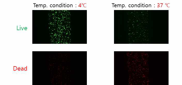 온도 특성에 따른 프린팅 된 바이오 잉크의 세포생존능 분석(Live/Dead assay→Green : Live Cell, Red→Dead Cell