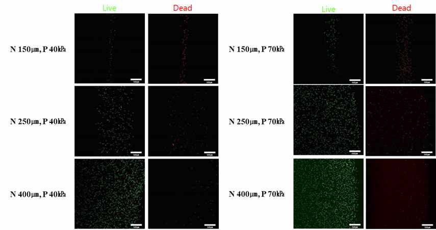 노즐 크기(150, 250, 400㎛), 공압(40, 70kPa) 프린팅 Live/Dead assay 실험