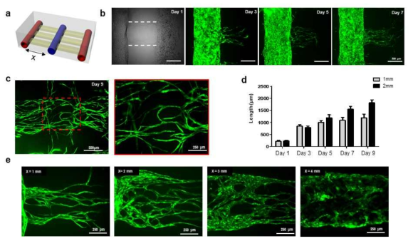 3D 바이오 프린팅을 이용해 형성된 미세혈관 이미지. (a) 프린팅 구조체 구상도, (b) 형성 된 미세혈관의 날짜별 이미지, (c) 프린팅 9일 후 양쪽 채널에서 뻗어난 미세혈관이 서로 연결됨, (d) 혈관내피세포 채널과 섬유아세포의 간격에 따른 신생혈관형성 속도 비교, (e) 간격에 따른 신생혈관형성 결과 이미지. (green: GFP-HUVEC)