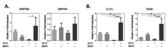 BMP4와 관련된 수용체와 중간엽 전환 내피(endothelial-mesenchymal transition) 관련 유전자 발현 양이 높아진 것을 확인