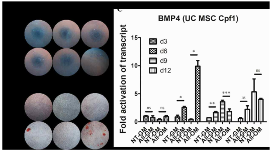 제대혈 줄기세포(Umbilical-Cord Mesenchymal Stem Cells)에서의 dCpf1-VPR에의한 세포 내 BMP4 유전자 활성화 효과