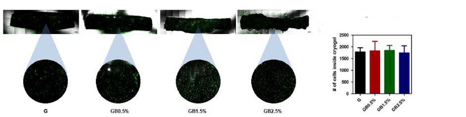 바이오글라스 농도별로 섞은 메타크릴레이트 젤라틴 기반 크라이오겔의 세포 침투성