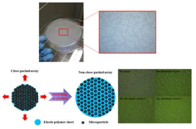 Elastic membrane을 이용한 particle array 제작 모식도와 particle array의 현미경 이미지