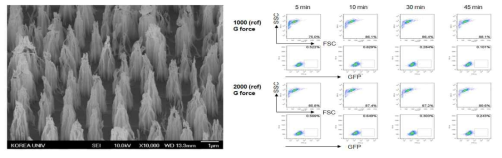 RIE porous nanoneedle SEM image와 G-force에 따른 T cell의 GFP 발현도 확인