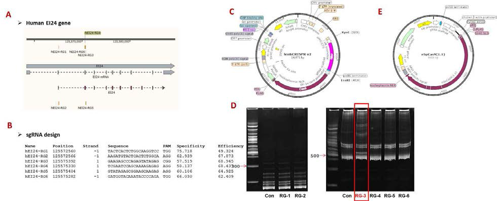 CRISPR-Cas9을 이용한 EI24 KO 간암세포주의 생산