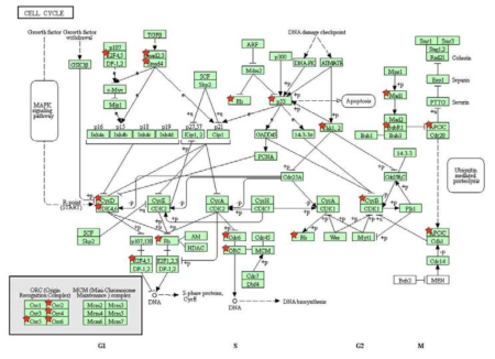 WT SNU475에서만 발현되는 단백질의 Cell cycle mapping