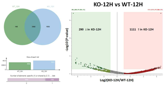 Sorafenib 처리 12시간 이후의 KO 및 WT 세포주의 단백질체 비교