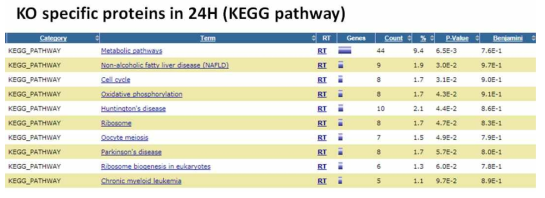 Sorafenib 처리 24시간 후 KO 특이적인 단백질들에 대한 KEGG pathway 분석 결과