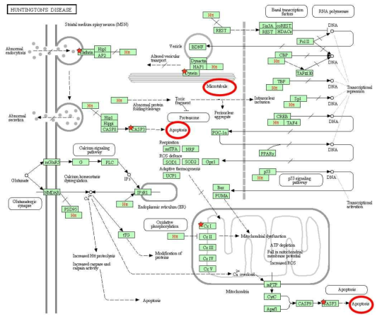 Sorafenib 처리 24시간 후 KO 특이적인 단백질들이 관여하는 inflammation