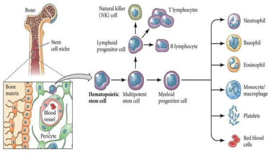 조혈모 줄기세포 분화 (참고) Stem cell at Rutgers University