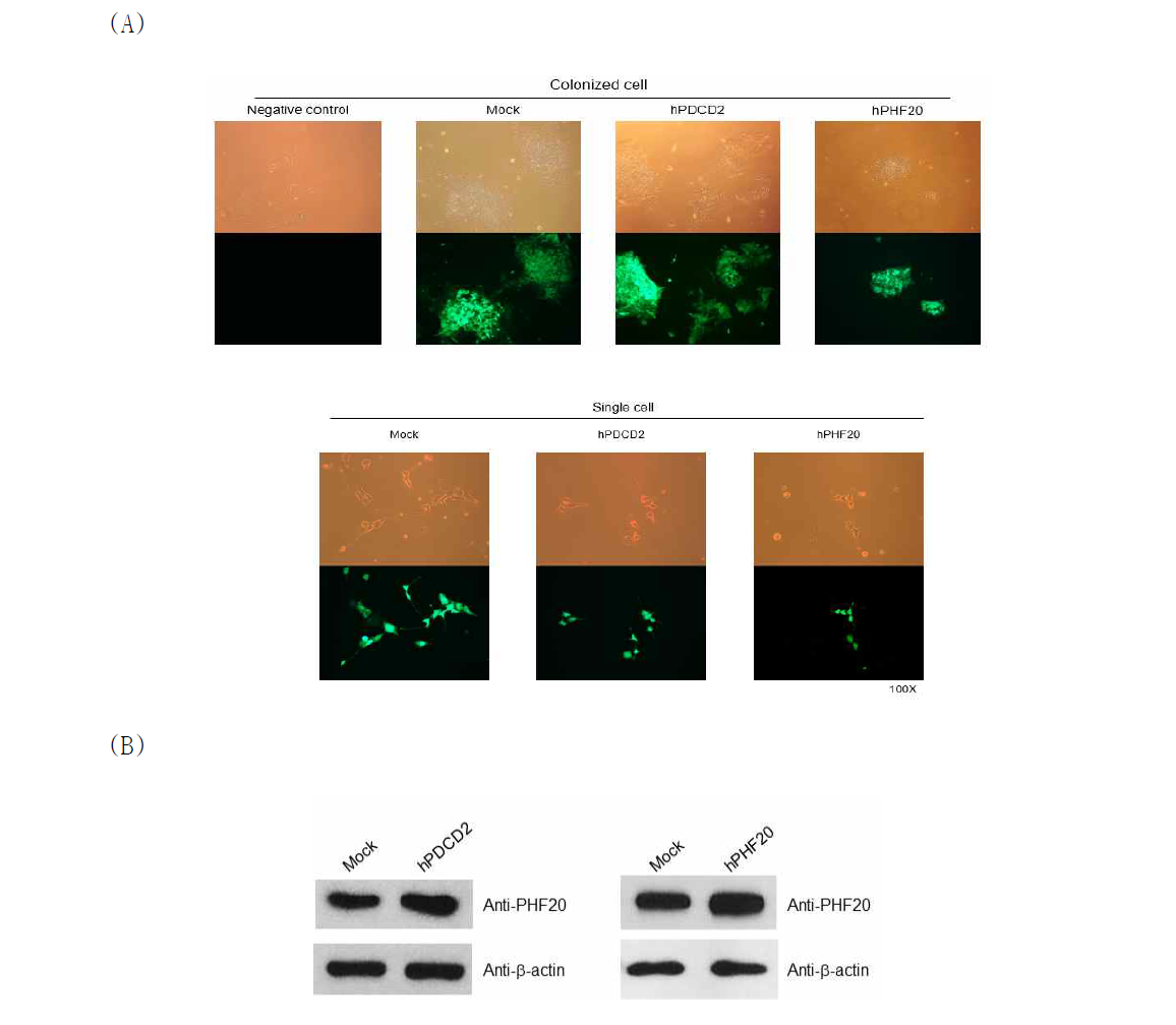 신규 전사조절인자인 PDCD2 또는 PHF20의 과발현 인간 유도만능줄기세포주 확립. (A) 형광현미경을 이용한 PDCD2와 PHF20의 과발현 확인. (B) western blot을 이용한 PDCD2와 PHF20의 과발현 확인