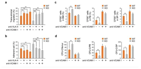 anti-VCAM1 항체 처리에 의해 Phc2 KO 생쥐 유래 조혈모세포의 가동화가 복구된다는 것을 in vitro에서 입증함