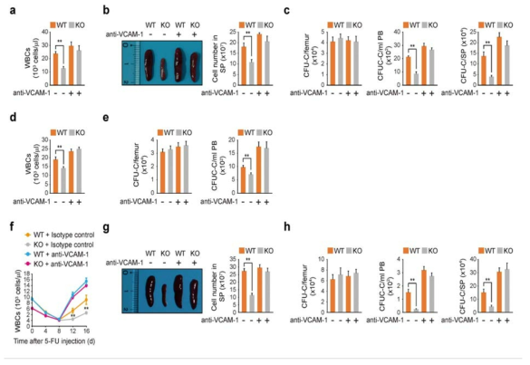 anti-VCAM1 항체 처리로 인해 Phc2 KO 생쥐 유래 조혈모세포의 가동화가 복구된다는 것을 in vivo에서 입증함