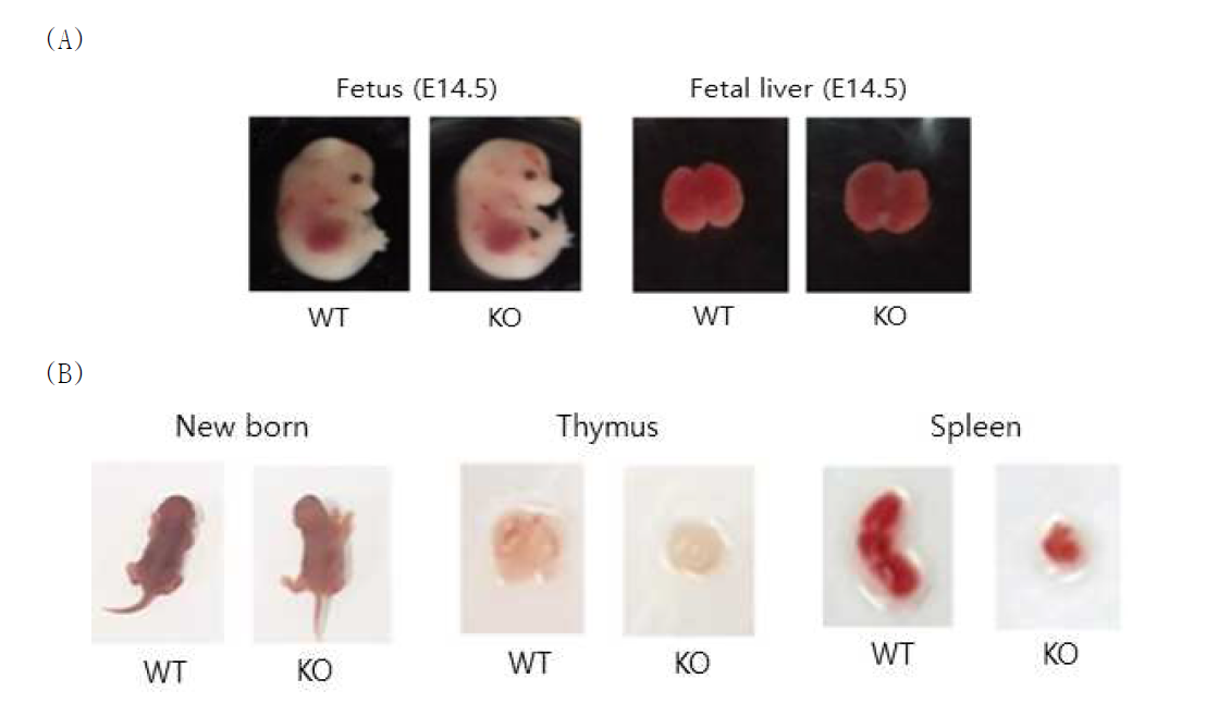 조혈모 줄기세포 특이적으로 LDB1이 유전자 적중된 생쥐의 표현형. (A) LDB1이 유전자 적중된 생쥐(KO, LDB1fl/fl;Vav-1cre+ mouse)와 정상 생쥐(WT, LDB1fl/fl;Vav-1cre- mouse)의 태아와 태아간. E14.5: 임신 14.5일 차. 태아 때, 임신 14.5일 차 KO 태아의 태아간의 total cellularity는 WT 태아와 차이가 없음. 하지만 이는 KO 태아의 태아 간에 적혈구 전구체(stage 1) 세포가 증가하기 때문으로 보임(그림 26 참조). (B) 생후 1일 차 WT 생쥐와 KO 생쥐의 흉선과 비장의 상대적 크기. KO 생쥐는 생후 7일 이내에 적혈구 감소증에 의해 죽음