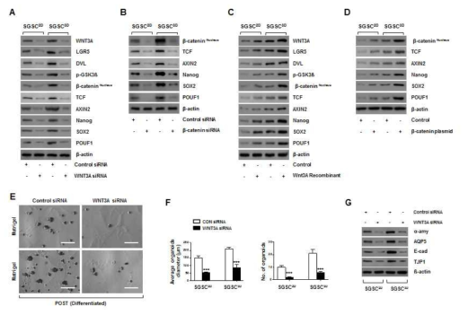 Wnt/β­-catenin KD시 하위 신호 억제를 통해 줄기세포인자 (Oct4, Sox2, Nonog 등) 발현이 감소하며 줄기세포의 분화능과 기능이 감소함을 확인함