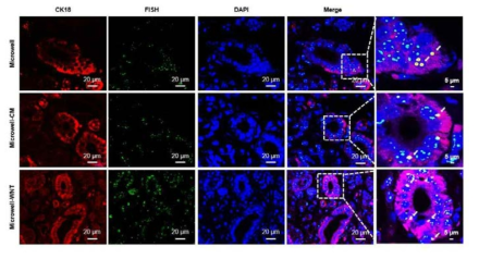 Wnt3A가 분비되는 생체모방형 멀티스케일의 스캐폴드를 이용하여 3차원 배양을 통해 줄기세포 분화능이 강화된 타액선 성체줄기세포 in vivo 검증