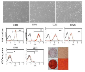 힘줄에서 추출한 힘줄 유래 줄기세포의 특성 확인