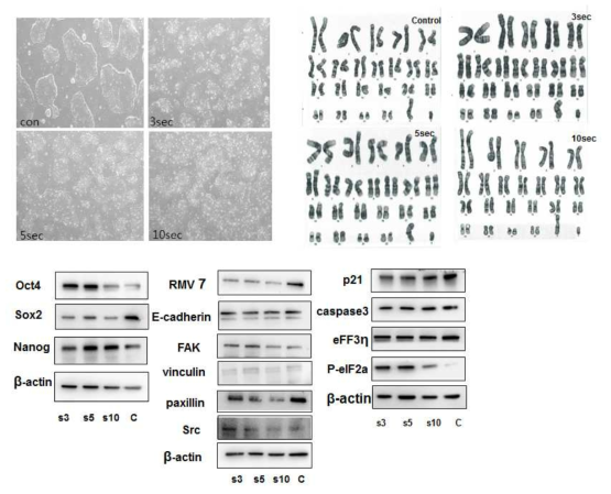 플라즈마 노출에 의한 역분화줄기세포의 세포형태 및 염색체 핵형의 변화 및 시간별 노출에 따른 단백발현 확인