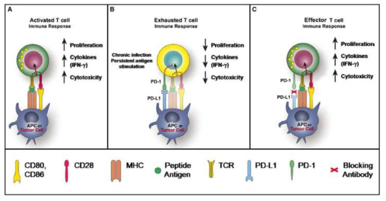 T 세포 활성화, 소모 및 작용기능에서 PD-1의 역할 David F. McDermott, et al., PD-1 as a potential target in cancer therapy, Cancer Med. 2013 Oct; 2(5): 662–673