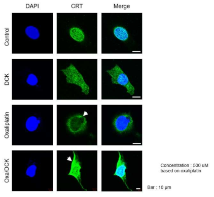 경구용 Oxaliplatin/DCK nanoemulsion복합체를 500uM로 처리한 B16F10-OVA 세포에서 칼레티쿨린 관찰