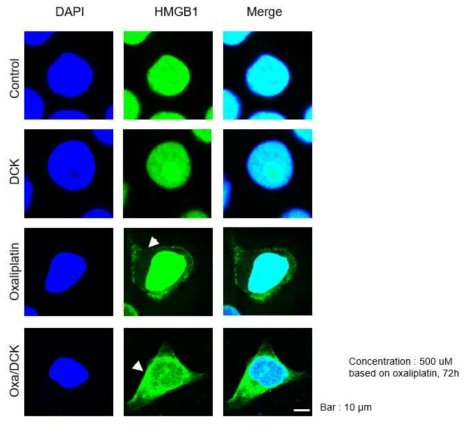 경구용 Oxaliplatin/DCK nanoemulsion 복합체를 500uM로 처리한 B16F10-OVA 세포에서 HMGB1 관찰