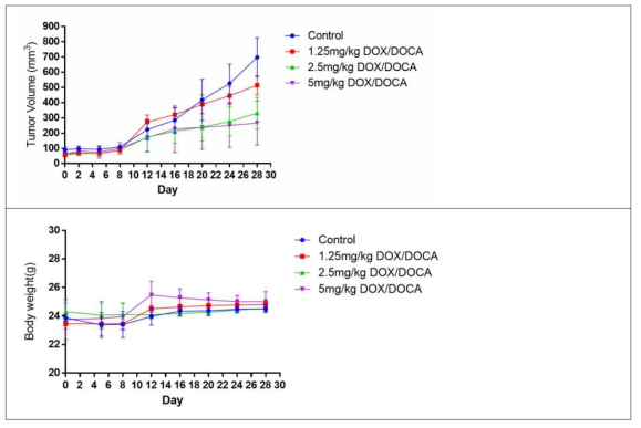 경구용 Doxorubicin/DOCA복합체의 항암효능 평가