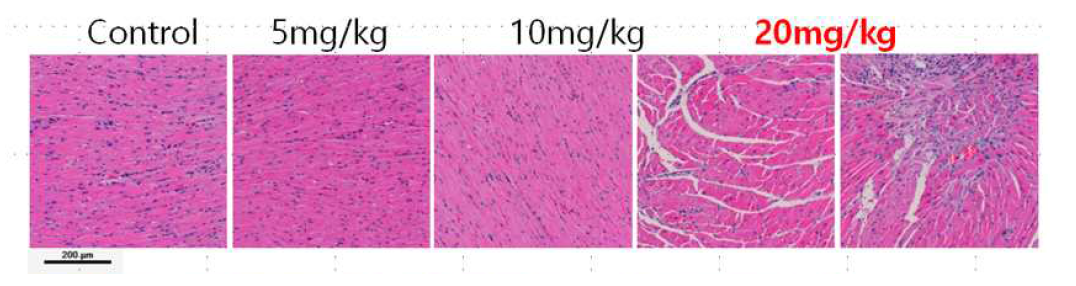 Doxorubicin/DOCA 복합체 경구투여 후 심근세포의 조직학적 평가