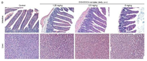 Doxorubicin/DOCA 복합체 경구투여 후 소화기 (GI tract)의 조직학적 평가