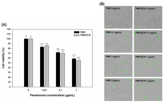 (A) In vitro cytotoxic effects of PMX and PMX/DCK on A549 cells after incubation for 48 h (n = 5). ***p < 0.001 compared with the control. (B) Live cell fluorescence images of caspase-3/7 activity at 72 h after treatment of A549 cells with PMX or PMX/DCK. Scale bar represents 200 μm