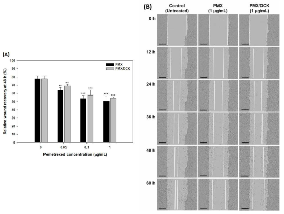 In vitro effects of PMX and PMX/DCK on the proliferation/migration of A549 cells. (A) Wound closure after 48 h treatment (n = 5; **p < 0.01,***p < 0.001 compared with the control. (B) Representative images taken at different time points after treatment of the cells with PMX or PMX/DCK. Scale bar represents 300μm