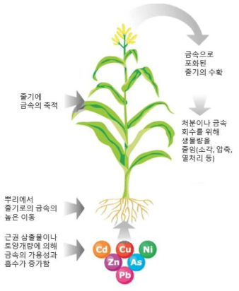 식물에 의한 중금속 흡수 정화의 개념도