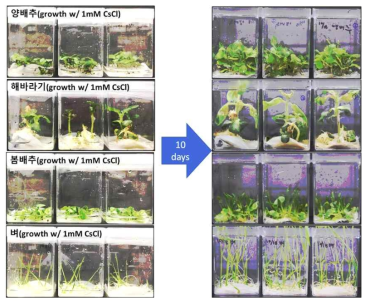 CsCl(1mM) 처리 및 10일 후 식물 사진