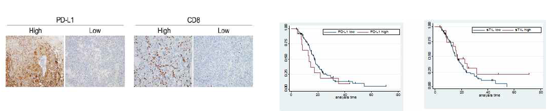 PD-L1가 CD8TIL 염색과 생존곡선 (PD-L1 및 CD8TIL에 따른 생존률에 유의한 차이는 없었음)