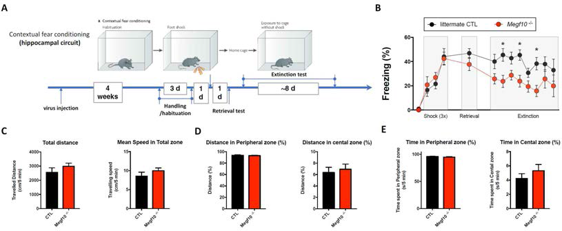 Contextual fear conditioning test의 과정 요약. B, 대조군 및 식균작용 저해군 간의 공간기억의 형성 및 소멸 정도 비교. CTL: 11 mice vs. Megf10-/-: 13 mice. *p<0.05, 2-way ANOVA with post-hoc test. C-E, open field test를 통해 측정된 마우스의 전체 이동거리 및 평균 속도 (C), 가장자리 및 중앙에 위치한 거리 (D) 및 시간 (E). N= 5 mice in each group