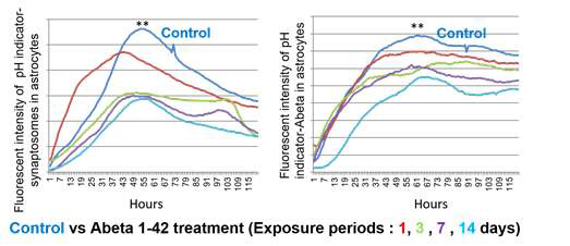 Abeta1-42 oligomer 노출 시간에 따른 별아 교세포의 synaptosome (왼쪽 그래프)과 Abeta1-42 fibirils (오른쪽 그래프) 식균 작용 변화