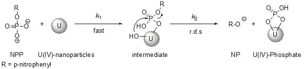 Proposed mechanism for the hydrolysis of NPP