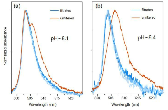 Normalized absorption spectra of Am(III) before (red) and after (blues) ultrafiltration with 10 kDa membranes. (a) Am(III) sample at pH ~8.1 before filtration; Am(III) concentration that filtered through was 1.9 μM. (b) Am(III) sample at pH ~8.4; Am(III) concentration that filtered through was 0.4 μM. Absorbance was measured with 100 cm LWCC