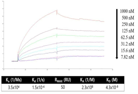 SPR 장비를 이용해 측정한 알부민 결합 리피바디의 결합력