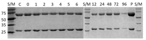 알부민 결합 리피바디와 인간 혈장 알부민 결합체의 혈장(serum) 내 안정성(stability) 확인