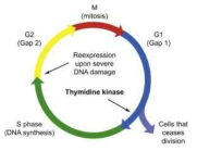 Tymidine kinase 1 모식도