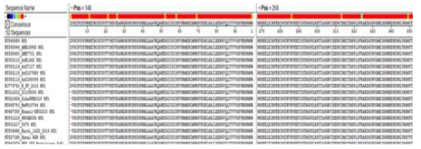 지카 바이러스공통 항원의 아미노산 서열 분석