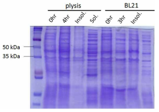 Comassie blue stain을 통한 ZIKV NS1 단백질의 발현
