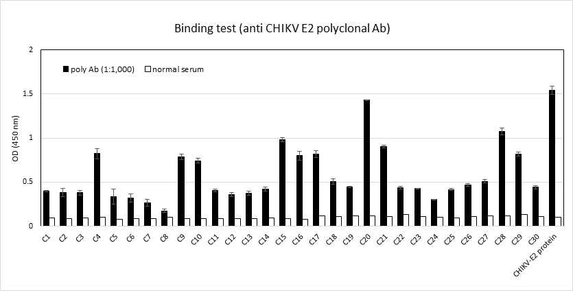 CHIKV E2 펩타이드 항원과 다클론항체의 반응성